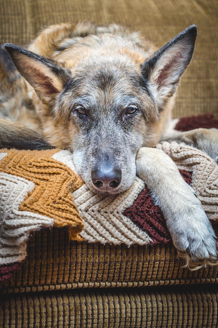 dog, german shepherd, canine-932411.jpg